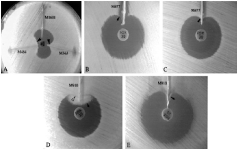 Fig. 8