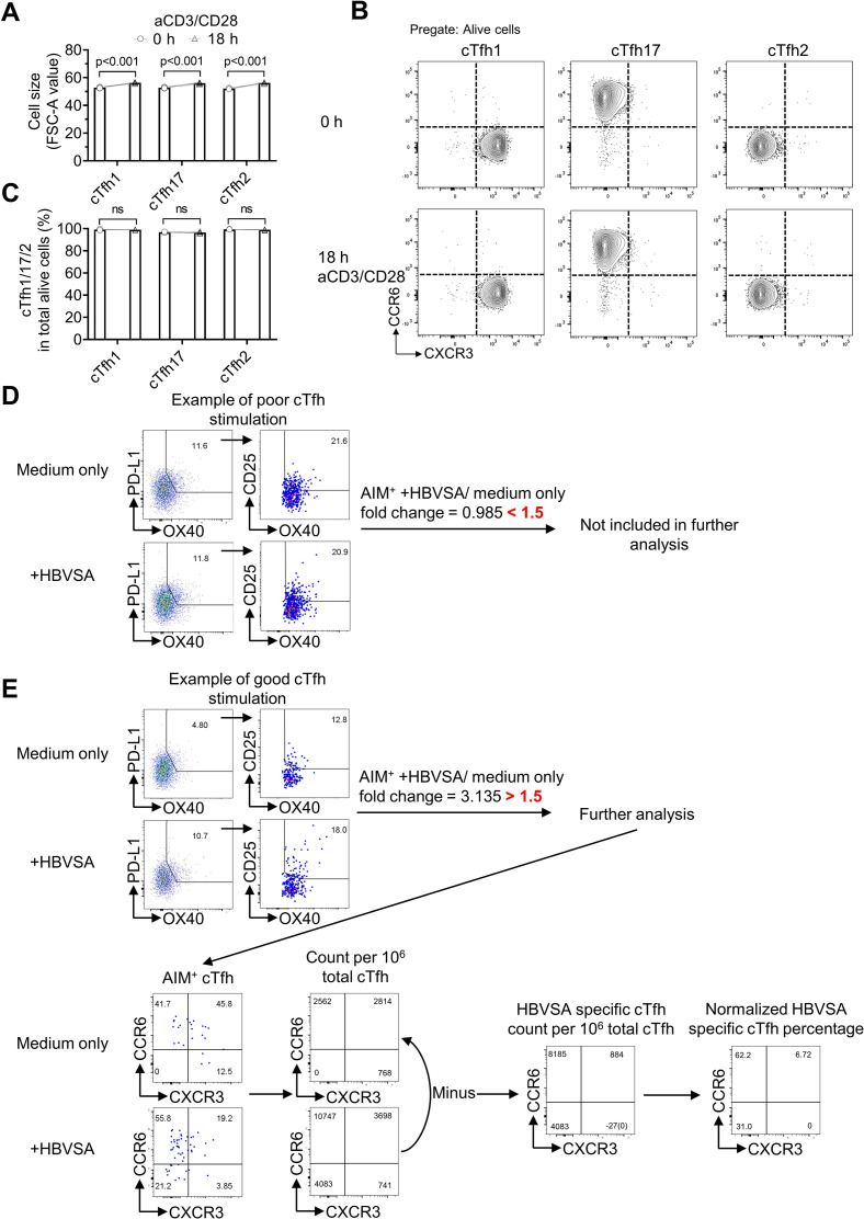 Figure 5—figure supplement 1.