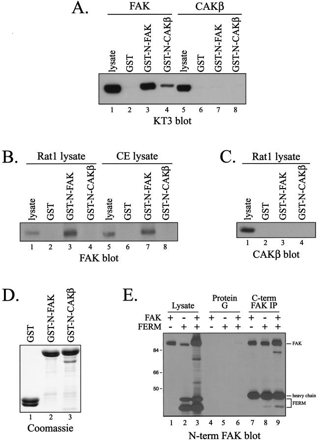 FIG. 1.