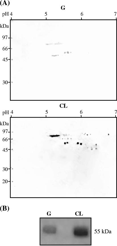 FIG. 5.