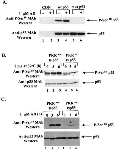 FIG. 7