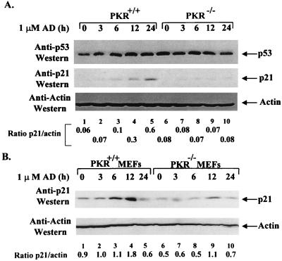 FIG. 6