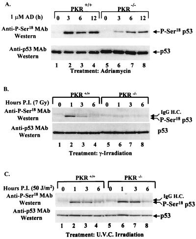 FIG. 8