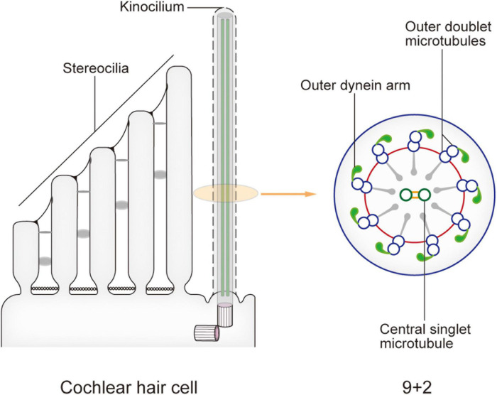 FIGURE 2