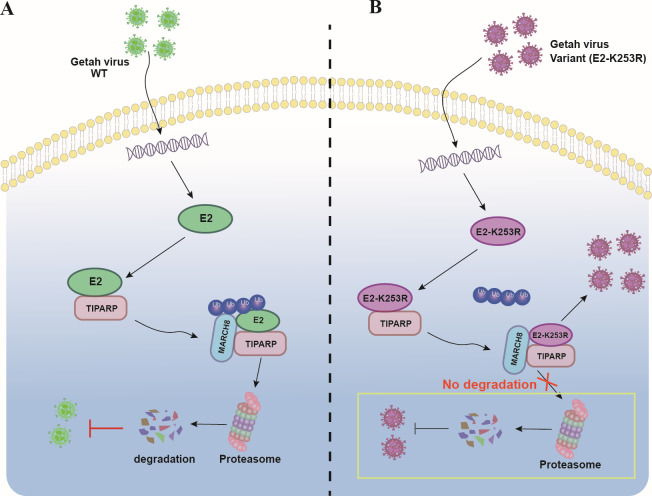 Fig 10