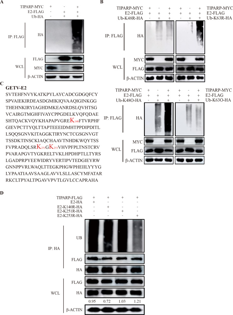 Fig 7