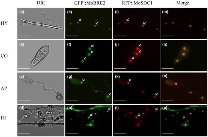 FIGURE 3