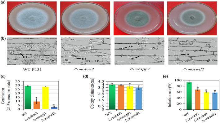 FIGURE 4