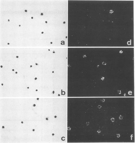 graphic file with name pnas00263-0214-a.jpg