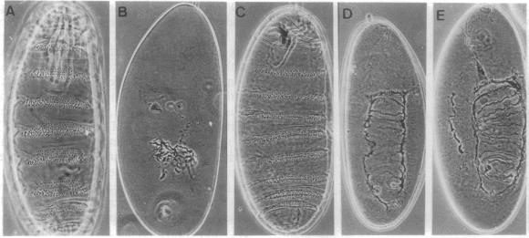 graphic file with name pnas01143-0487-a.jpg