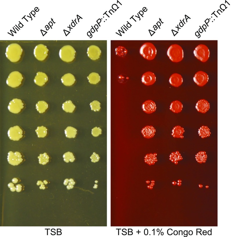 Genome-wide screen for genes involved in eDNA release during biofilm ...