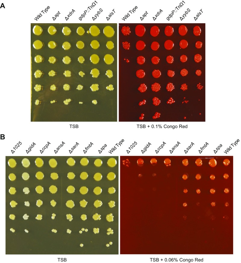 Genome-wide screen for genes involved in eDNA release during biofilm ...