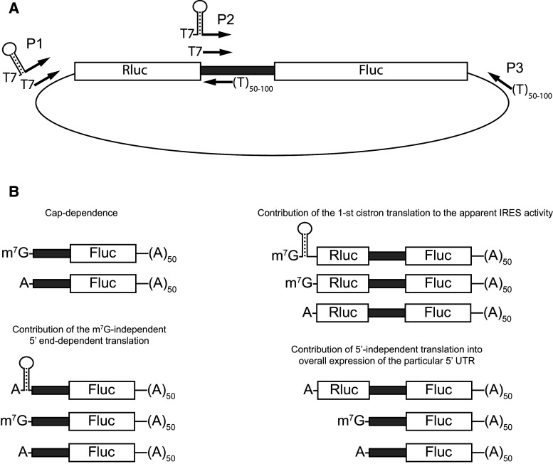 Fig. 3