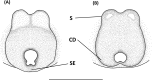 Fig 20