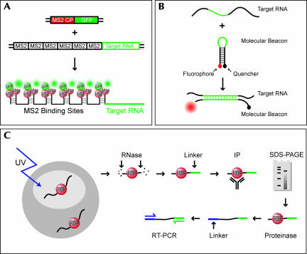 FIGURE 1.