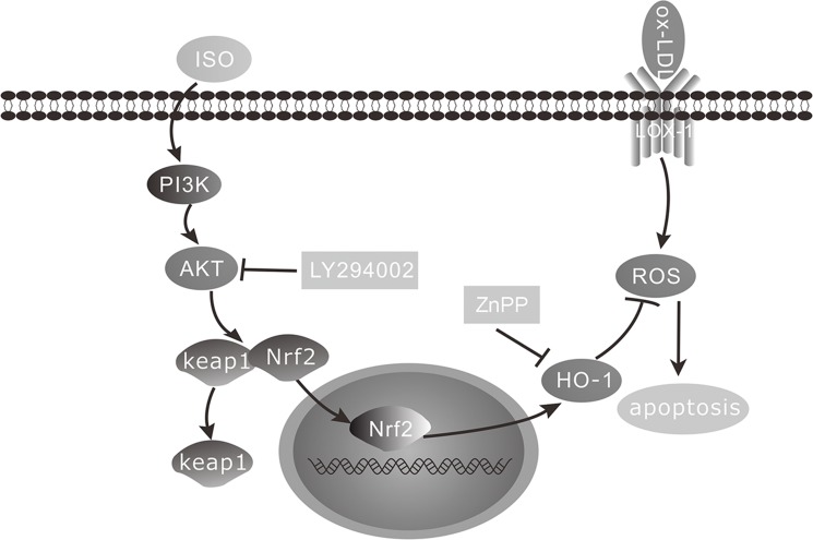 Fig 10