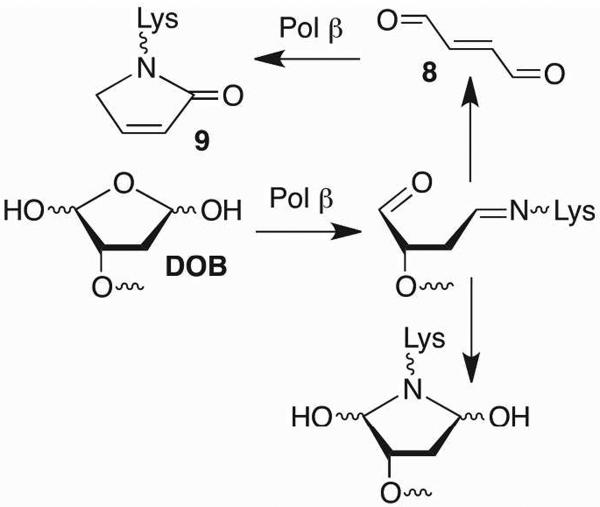 Scheme 9