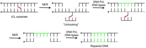 Scheme 12