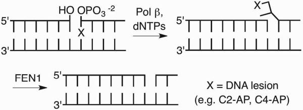 Scheme 8