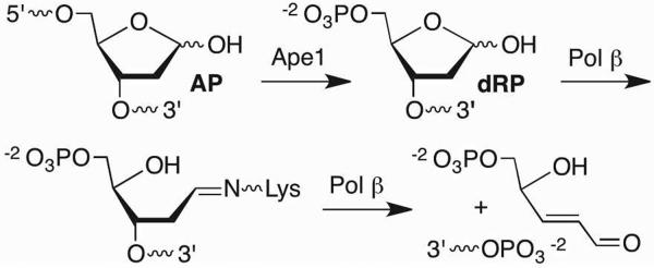 Scheme 6