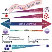 Graphical Abstract