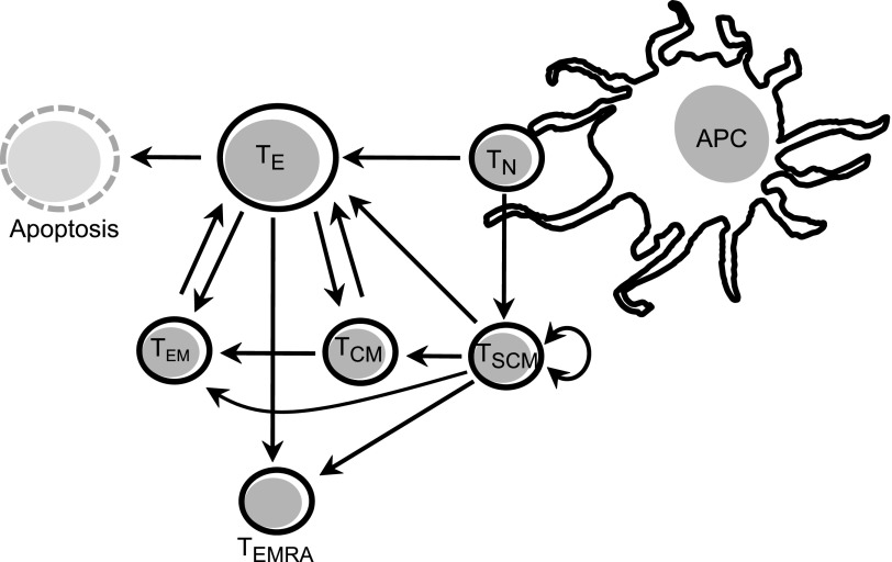 FIG. 1.