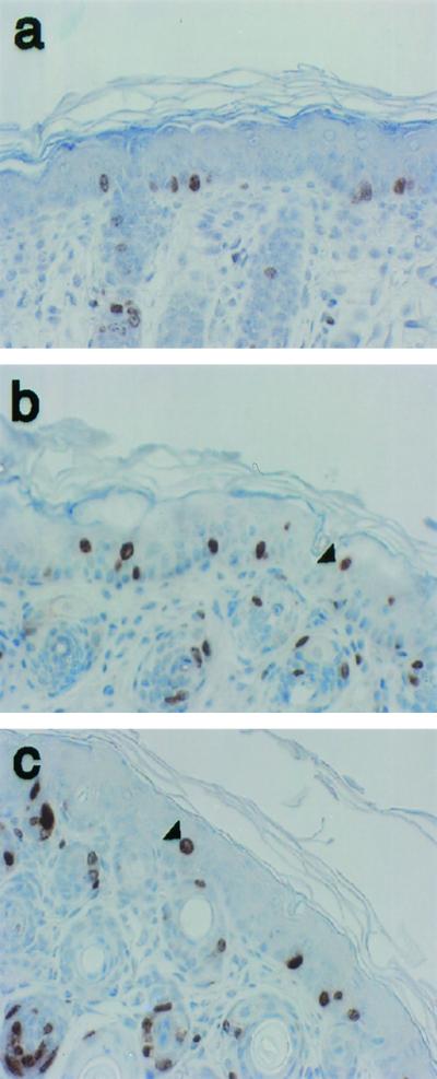 FIG. 5.