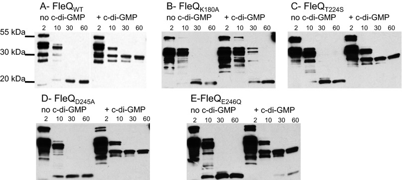 Fig. 5.