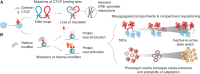 Figure 3. From somatic mutations to epigenetic reprogramming. A, Somatic mutations targeting CTCF binding sites can impair CTCF binding and insulation between chromatin loops or topologically associating domains (TAD). Loss of insulation leads to aberrant interactions between gene promoters and cis-regulatory elements (CRE). B, Somatic mutations of histone modifiers may lead to altered histone modification (e.g., methylation and acetylation). Aberrant histone marks have been associated with missegregated chromatin compartments and compartment repositioning, as well as the emergence of a state of “phenotypic inertia,” which allows tumor cells to tolerate oncogenic stress and ultimately adapt.