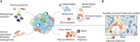 Figure 5. Interactions with an evolving TME. A, Along with tumor cells, the surrounding TME also evolves often acquiring protumor features. Examples include reeducation of macrophages in treatment-resistant glioma, phenotypically heterogeneous populations of cancer-associated fibroblasts, treatment-induced generation of a tumor-evasive TME, which is associated with dual resistance to targeted and immunotherapies in melanoma, and interactions between tumor-associated neutrophils (TAN) and lung cancer cells, which toward a less proliferative, but hypoxia responsive cell state. B, Spatially resolved molecular profiles provide a critical tool to investigate tumor–TME interactions.