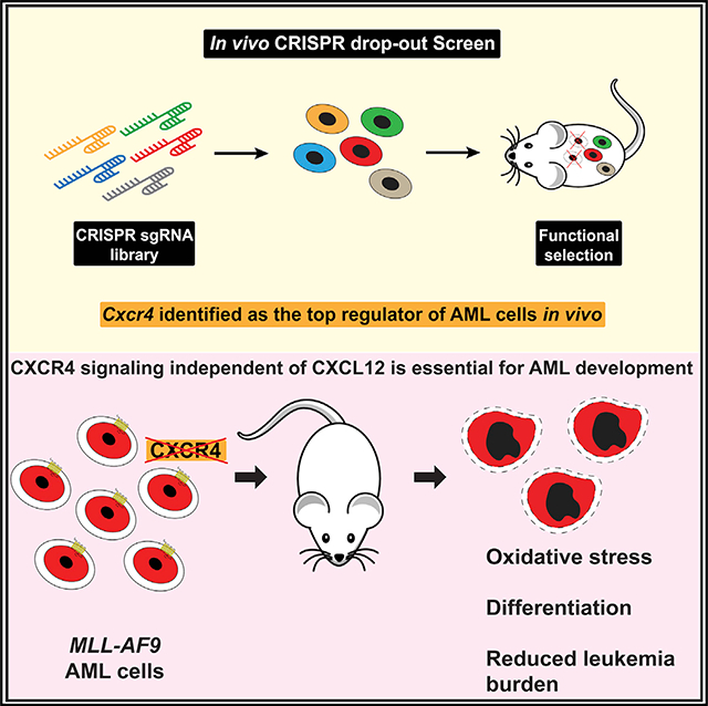 graphic file with name nihms-1693424-f0001.jpg