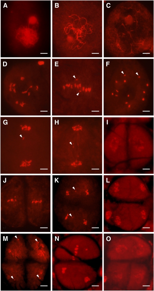 Figure 10.