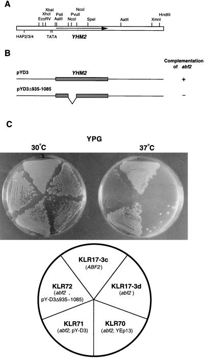 FIG. 1