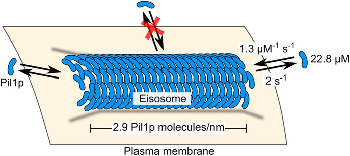 FIGURE 5: