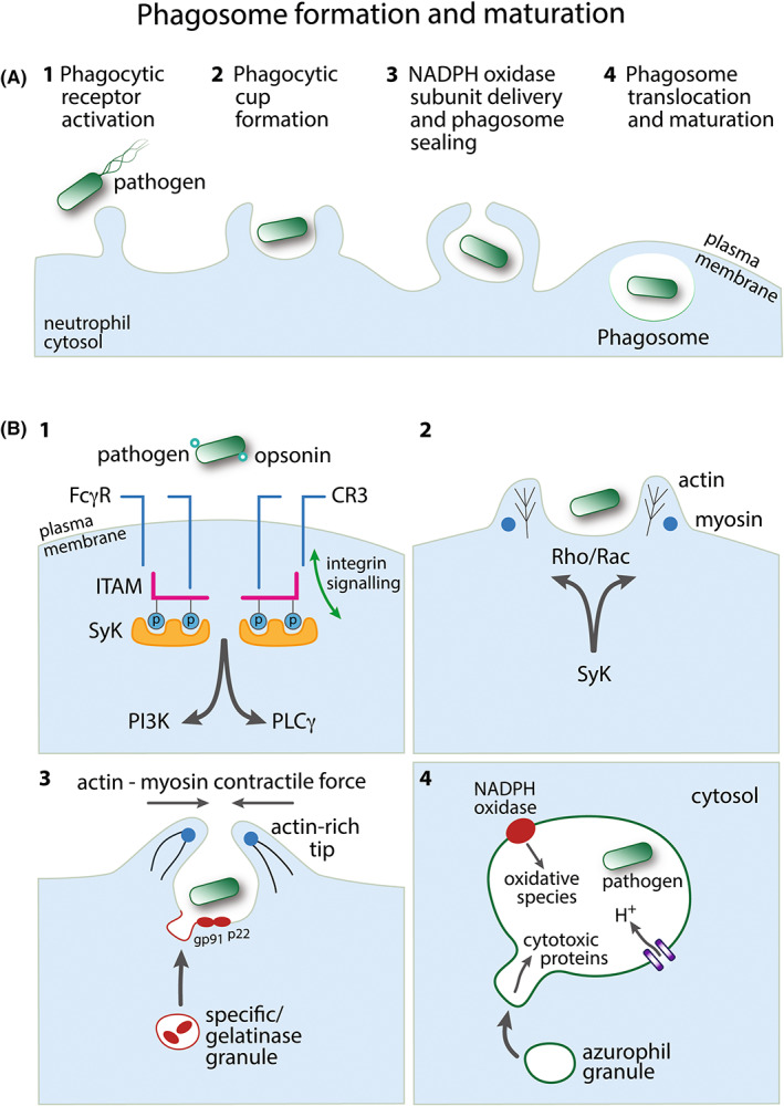 FIGURE 1