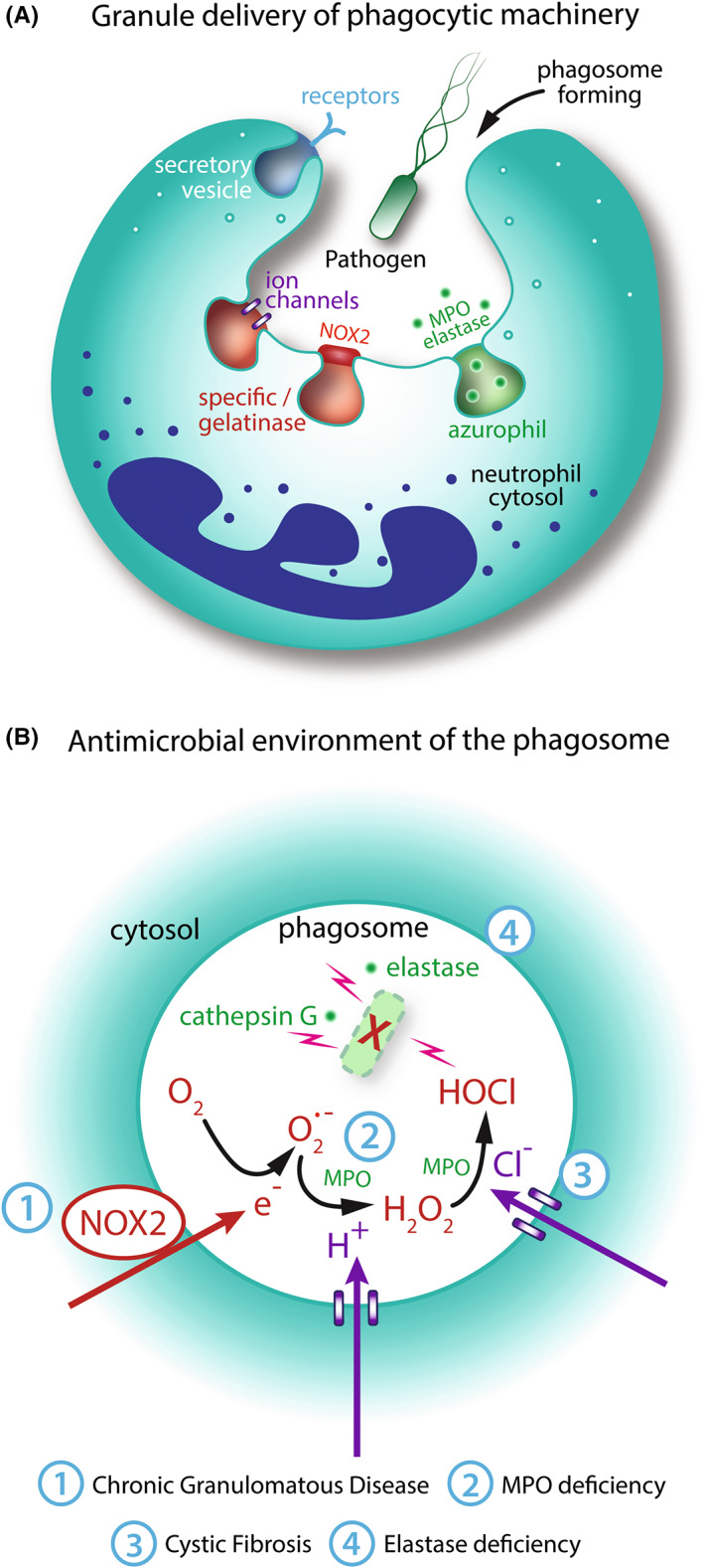 FIGURE 3