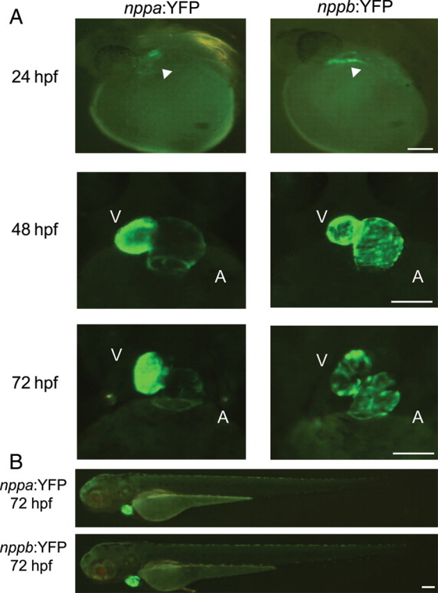 Figure 3