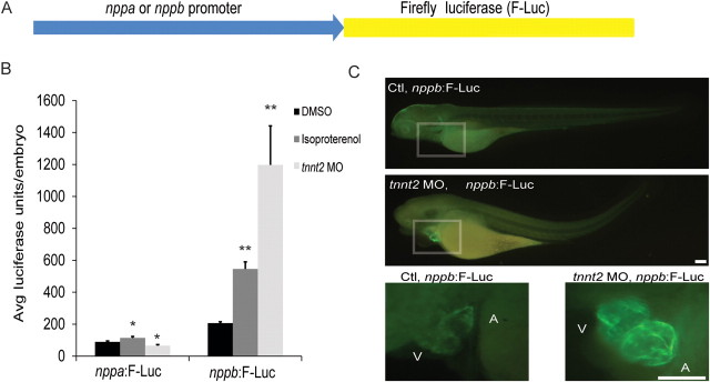 Figure 4