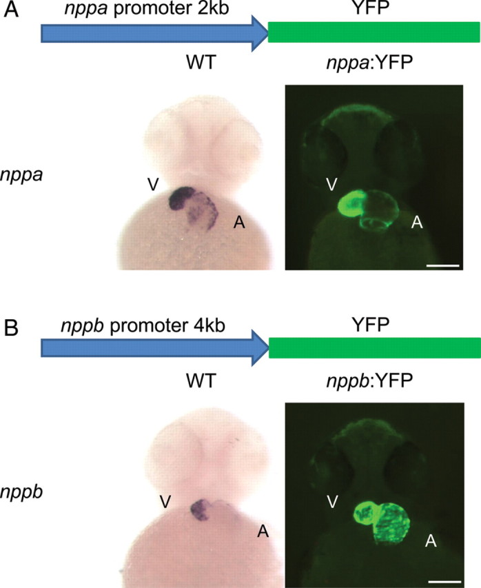 Figure 2