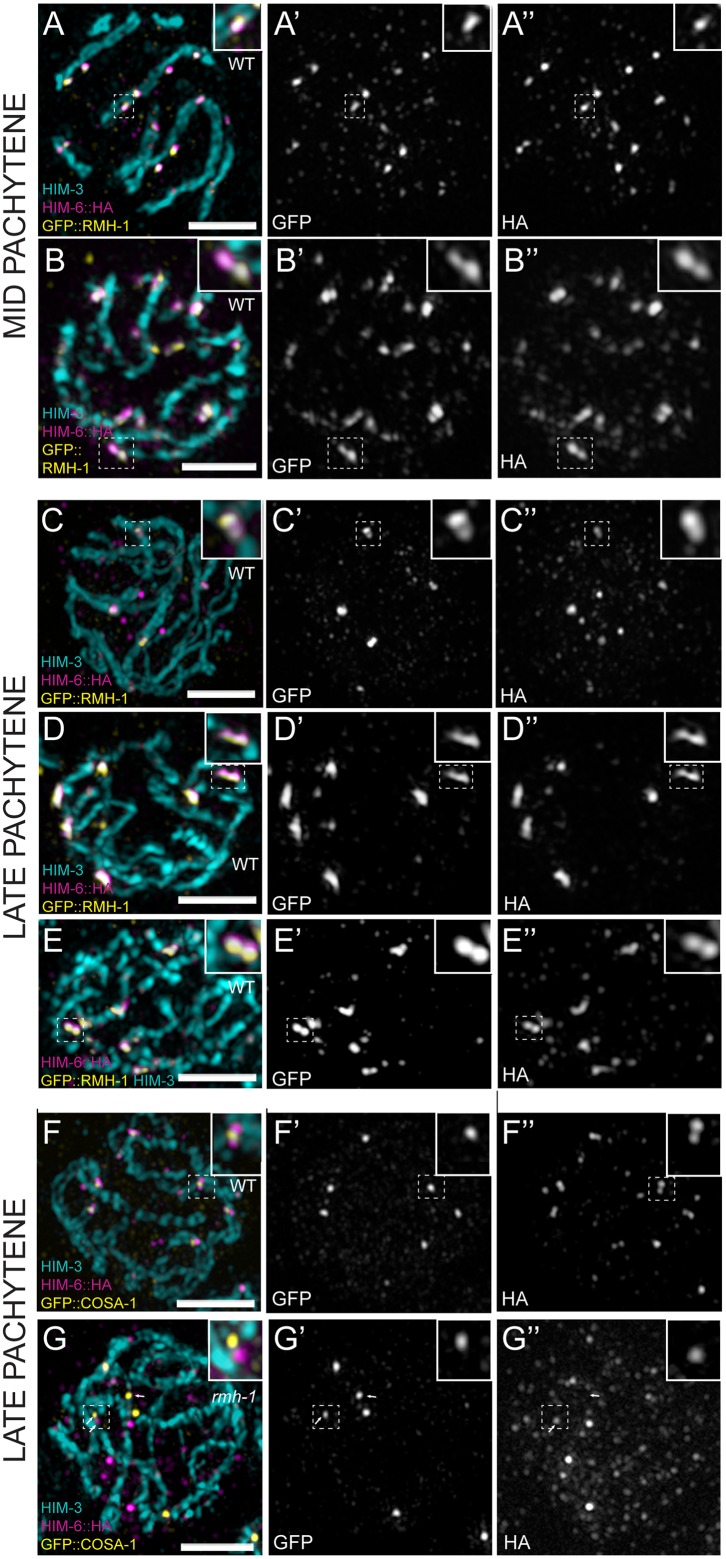 Fig 6