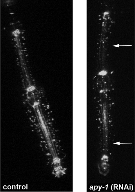 Figure 7.