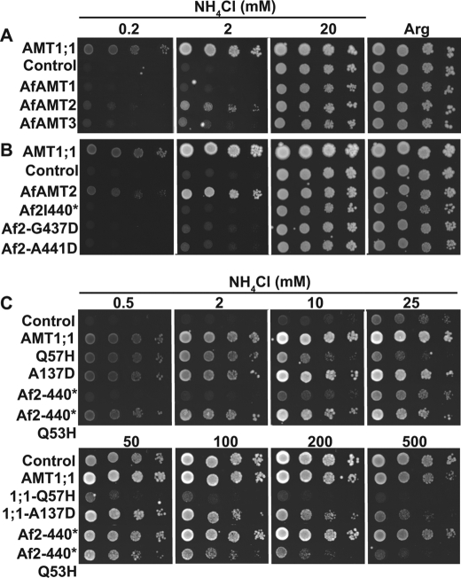 FIGURE 6.