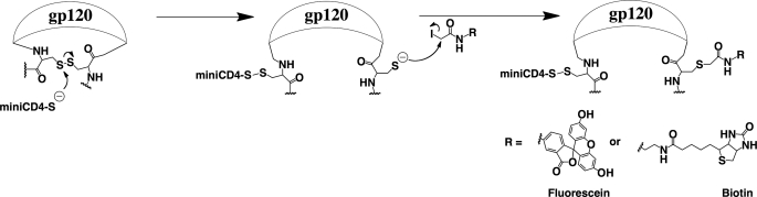 SCHEME 1.