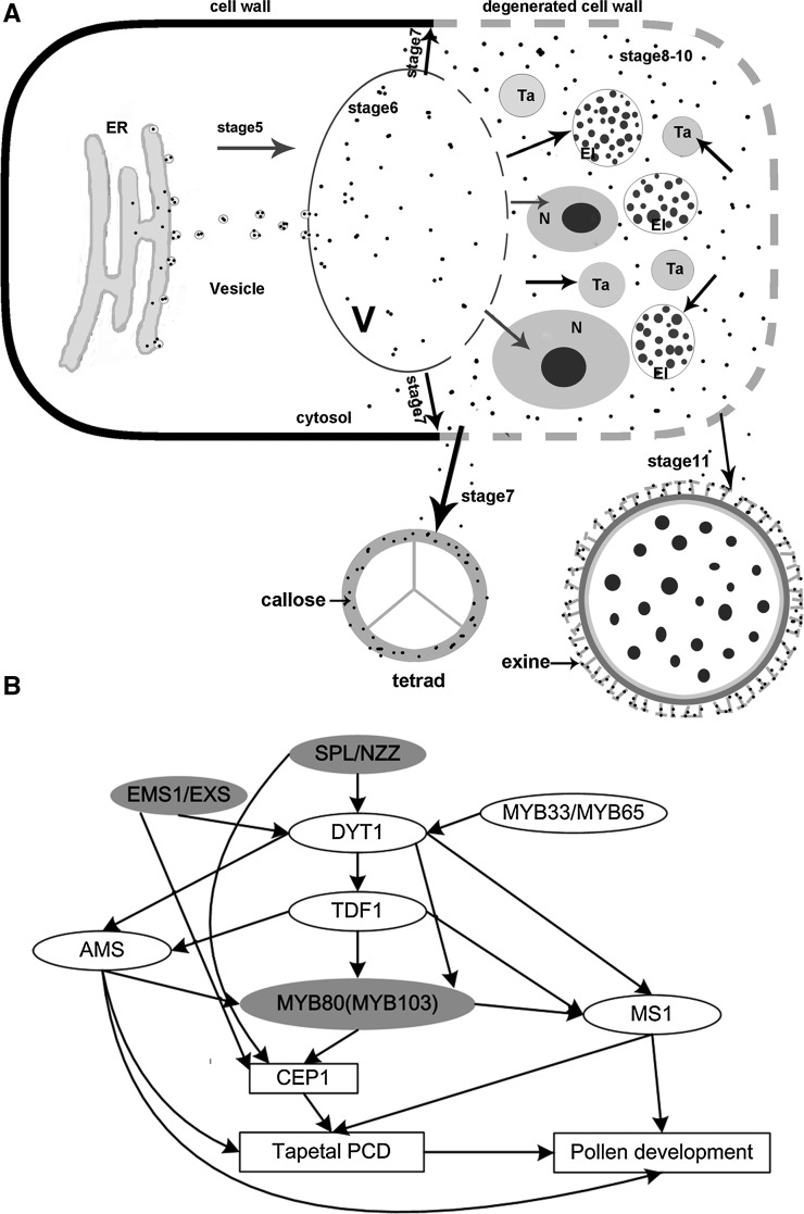 Figure 11.