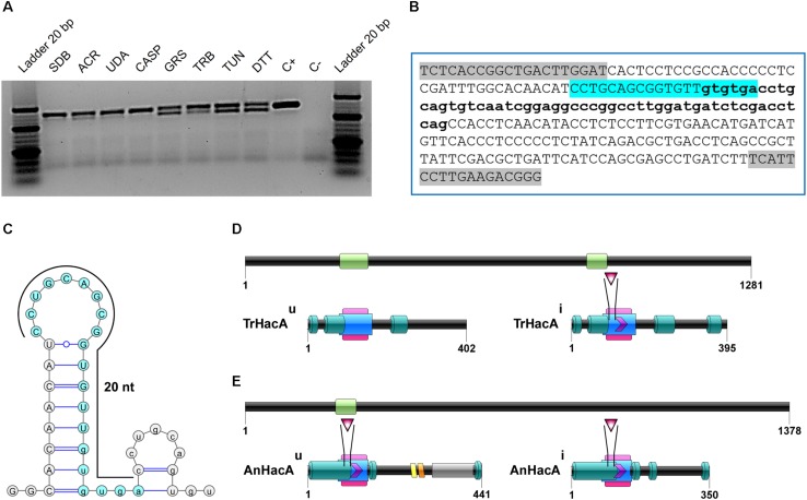 FIGURE 1