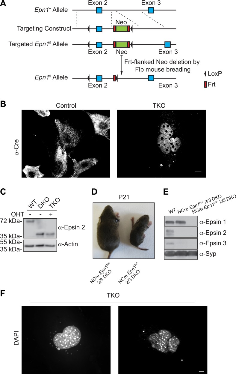 Figure 1—figure supplement 1.