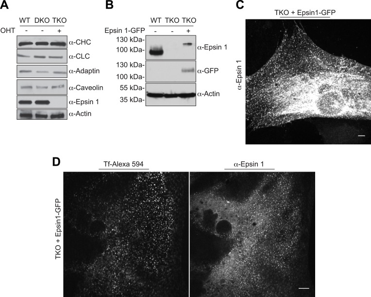 Figure 2—figure supplement 1.