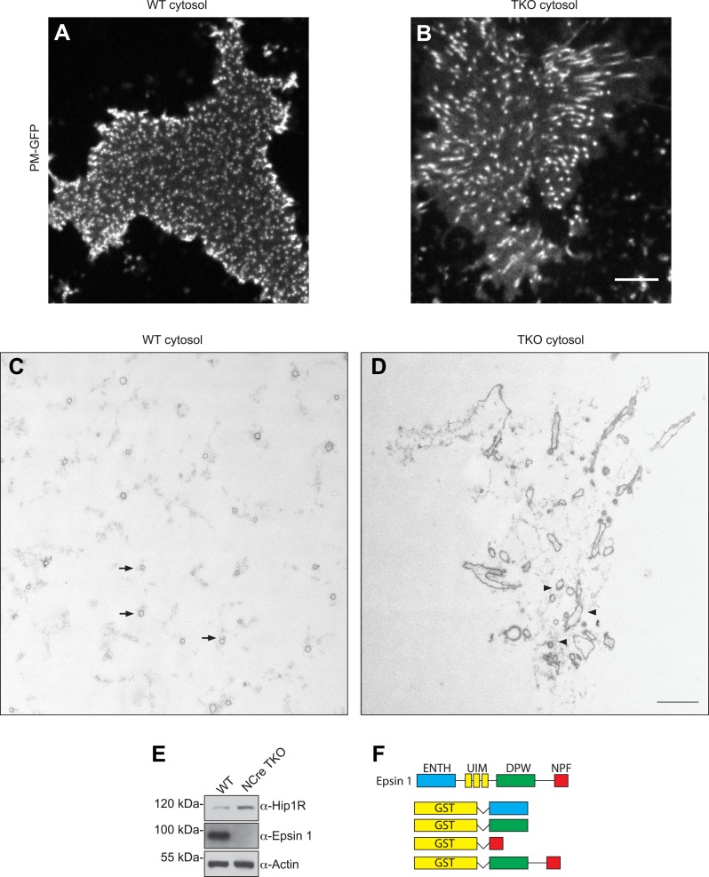 Figure 5—figure supplement 1.