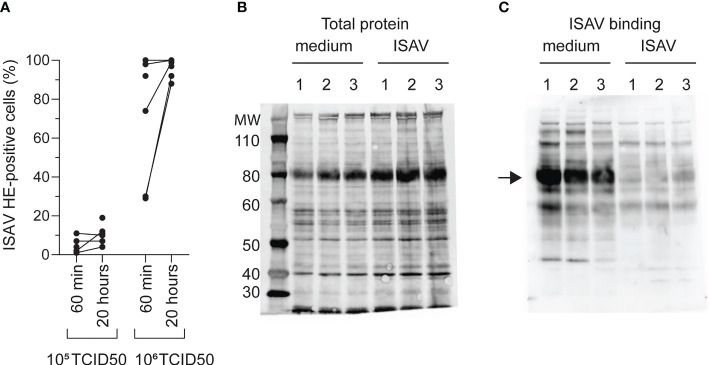 Figure 3