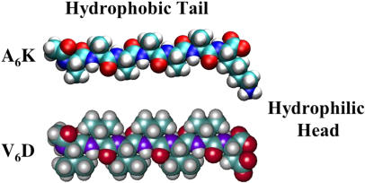 The designed short peptide (protein fragment) detergents look like matches and behave like lipids or oil molecules that repel water at one end but attract water at the other end